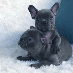 Adorable baby French bulldog available now