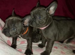 French bulldog puppies read for rehoming