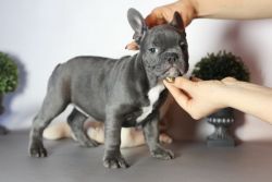 Frenchies in need of new home