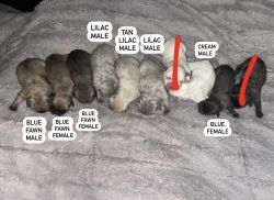 Beautiful French Bulldog puppies available for rehoming in 7 weeks.