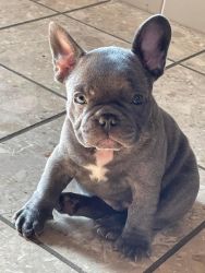 AKC French Bulldog puppies Blue and Black
