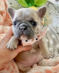 French bulldog puppy available for free adoption
