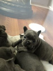 Frenchies need a loving owner