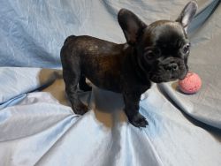Female Frenchie puppy for sale!