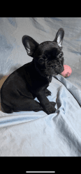 Beautiful Frenchie puppy for sale!