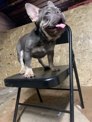 6 Month Male Lilac Tan Frenchie