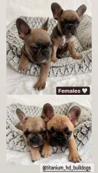 French bulldog puppies 4 females available