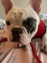 French Bulldog for Sale “Lucy”