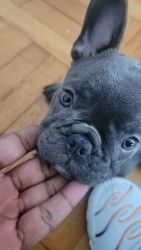 Blue pied merle frenchie
