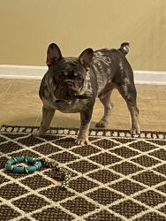 1 year old French Bulldog for sale