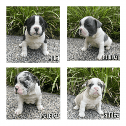 Merle French Bulldog Puppies