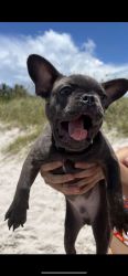 French bulldog for SALE