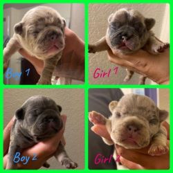 Frenchie babies