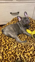 4 month old French Bulldog puppy for sale