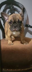 MICRO FRENCH BULLDOGS PUPPIES