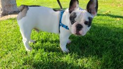 Frenchie puppy 8 months old