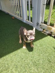 Cute, adorable male frenchie puppy