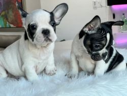Frenchies puppies