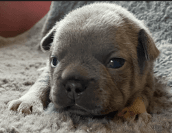 Darla- Frenchie puppies
