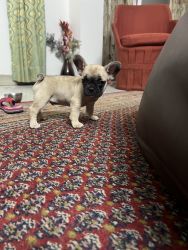 Cute pup available for sale from Udaipur