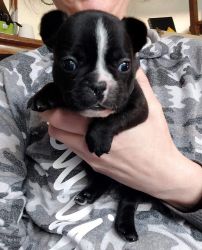 Brindle male and female French bulldog puppies for sale