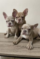 Cute Frenchies for sale