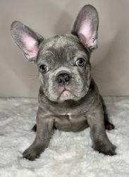 Three Frenchies for Sale
