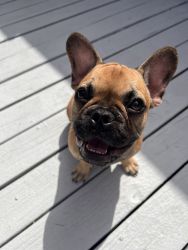 Red fawn 6 month old male French bulldog