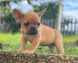 French Bulldog puppies For Sale