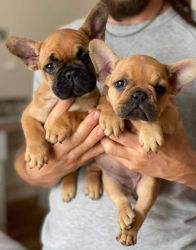 Quality French Bulldog Puppies For Sale