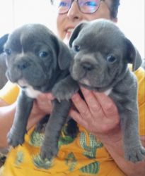 Blue French Bulldog Puppies lovable playful, ready mid-August, mother