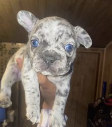 Exotic French Bulldogs Available Now