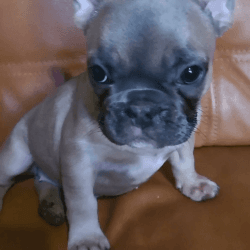 Mini french bulldog