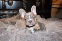 Lilac and tan French Bulldogs