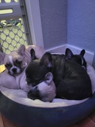 French Bulldog Puppies!