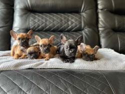 Adorable French Bulldog Puppies Looking For A New Home
