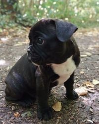 French Bull Puppies for purchase