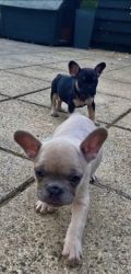 French Bull Puppies For Sale