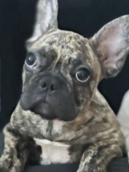 French bulldog puppy available