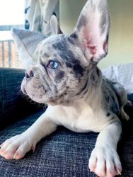 Merle female French Bulldog puppy for sale