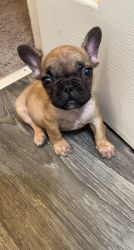 Fawn Frenchie puppy