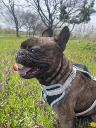 1 year old Frenchie for sale