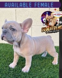 French Bulldog puppies AVAILABLE
