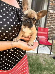 French/English Exotic Bulldog Puppies for Sale and Ready to Go