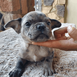 Frenchie Rehoming