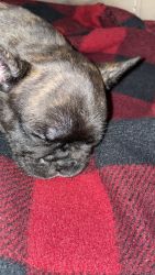 Hello I have a French Bulldog. Male he is a Brittle colored Frenchie