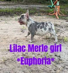 Lilac Merle French bulldog
