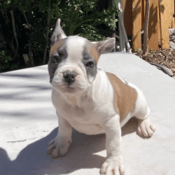 French bulldogs for sale AKC registered puppies