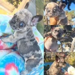 AKC Certified French bull dog puppies for sale!