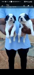 French bull dog puppies available